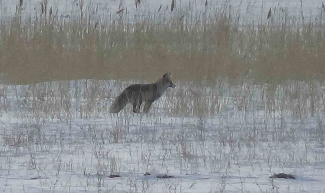 Van&#039;da Hayat Zorlaştı: Tilkilerin Kar Altındaki Mücadelesi