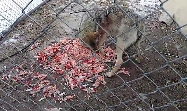 Van&#039;da tedavisi tamamlanan kurt doğaya bırakıldı