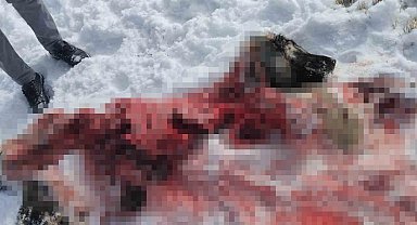 Van'da Vahşi Saldırı: Köpekten Sadece İskelet Kaldı