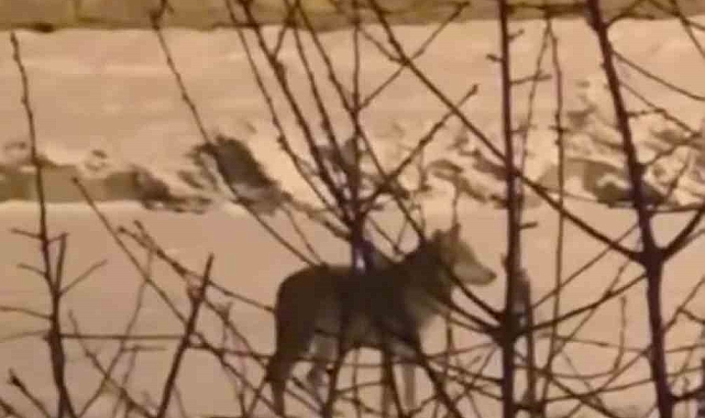 Yüksekova&#039;da Aç Kurt Şehir Merkezinde Görüntülendi