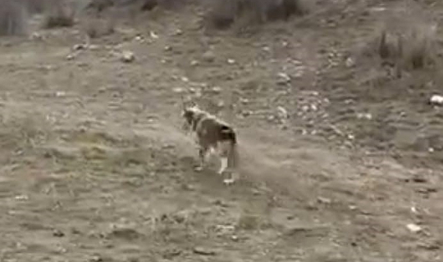 Aç Kalan Kurt Batman&#039;da Köye İndi: Tavukları Telef Etti