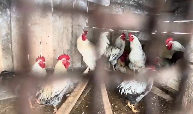 Amasya&#039;da Çiftçinin Renkli Ahır Mesaisi