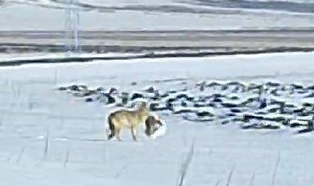 Ardahan&#039;da Aç Kurt Yiyecek Arayışında: Leşi Kapıp Uzaklaştı