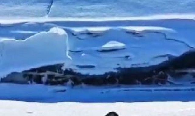 Ardahan&#039;da Nesli Tükenmekte Olan Su Samurları Görüntülendi