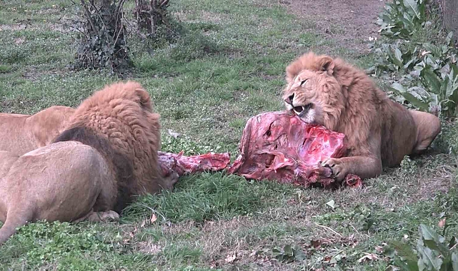 Aslanlar, 75 kilo karkas eti afiyetle yedi