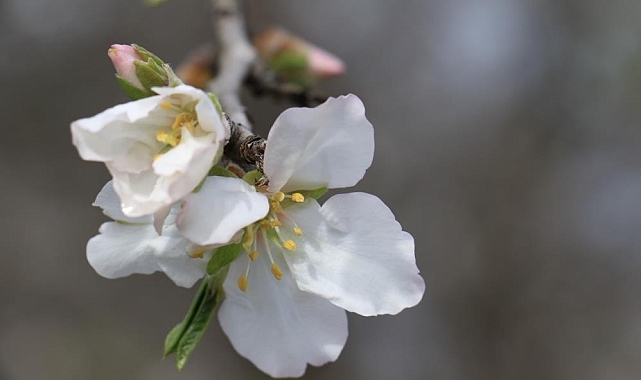 Baharın Müjdecisi Cemre Yarın Havaya Düşüyor