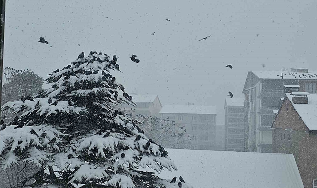 Bitlis&#039;te Kar ve Tipi Kargaları Vurdu: Kargalar Evlerin Çatılarına Sığındı