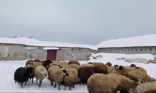 Bitlis&#039;te Sibirya Soğukları Besicileri Vurdu