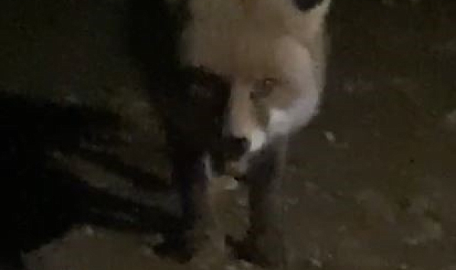 Bolu&#039;da Piknik Yapan Vatandaş, Aç Tilkiyi Cipsle Besledi