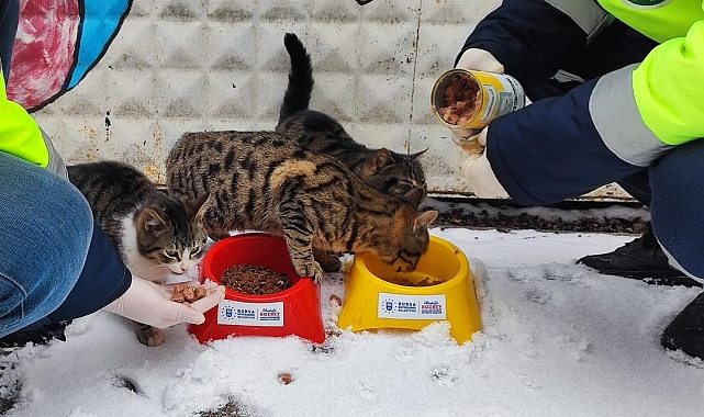 Bursa Büyükşehir Belediyesi&#039;nden Sokak Hayvanlarına Kış Desteği