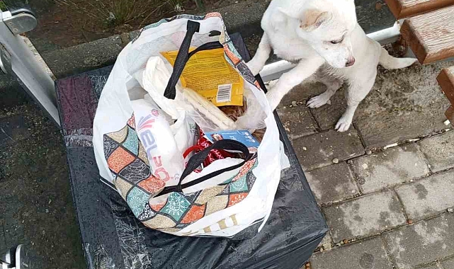 Bursa&#039;da Yavru Köpek Durağa Terk Edildi