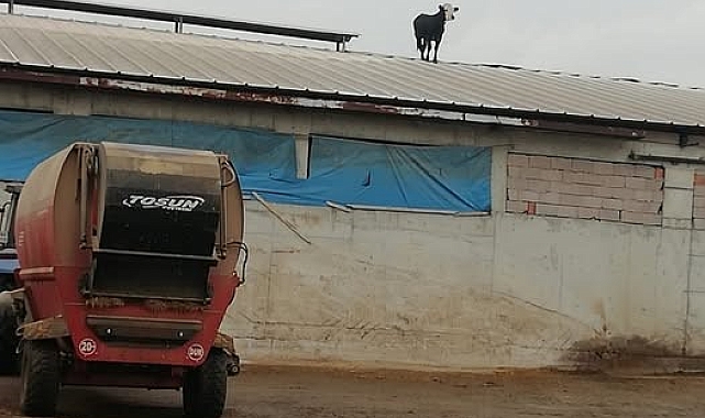 Çankırı&#039;da Aşıdan Kaçan Dana Mandıranın Çatısına Çıktı