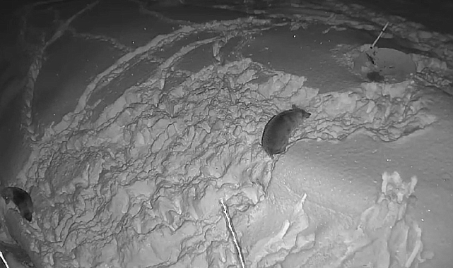 Çetin Kış Şartları Kurtları Köye İndirdi: O Anlar Kamerada