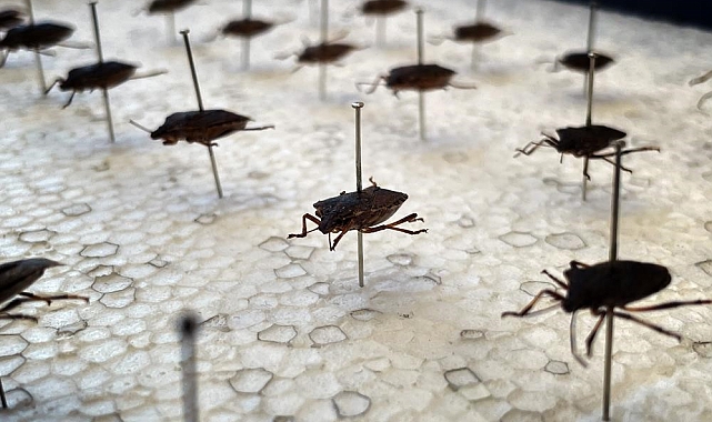 Çiftçinin korkulu rüyası ile mücadele ediliyor