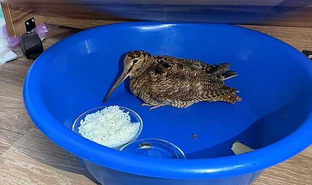 Donmak Üzere Olan Orman Çulluğunu Kurtardı