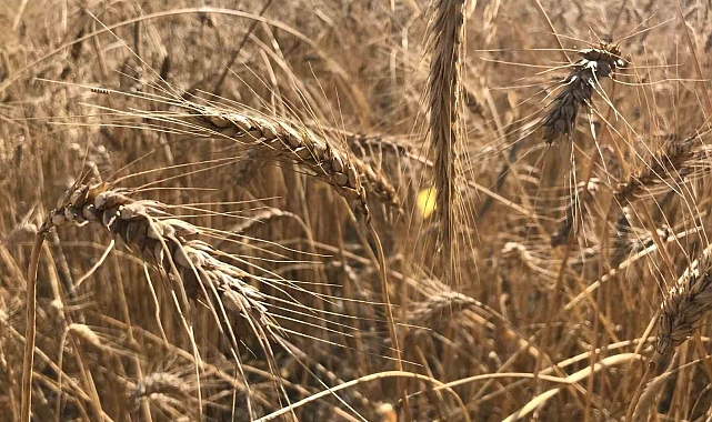 Dünya Hububat Stokları Alarm Veriyor: 10 Yılın En Düşük Seviyesine Geriliyor