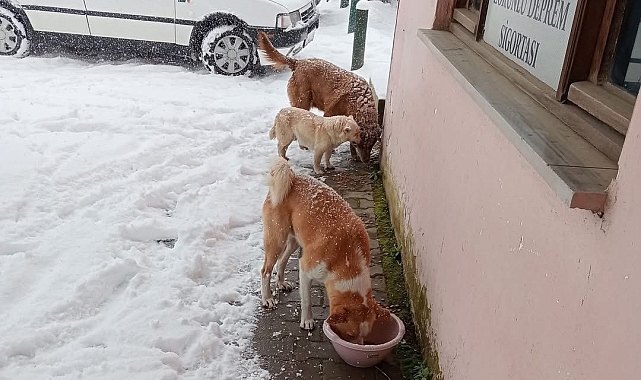 Düzce'de Kar Altında Kalan Sokak Hayvanları Unutulmadı