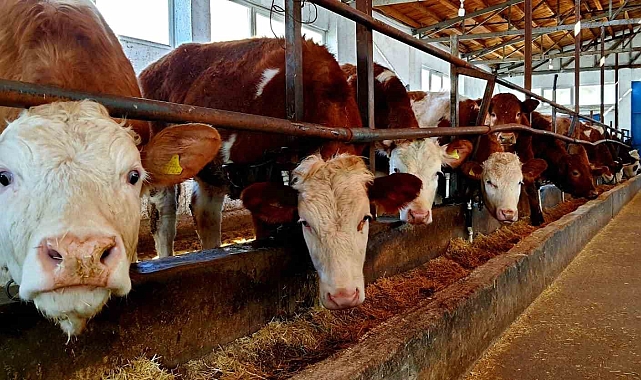 Erzincan İliç&#039;te Hayvan Sağlığı İçin Seferberlik: Şap ve Brucella Aşılaması Başladı