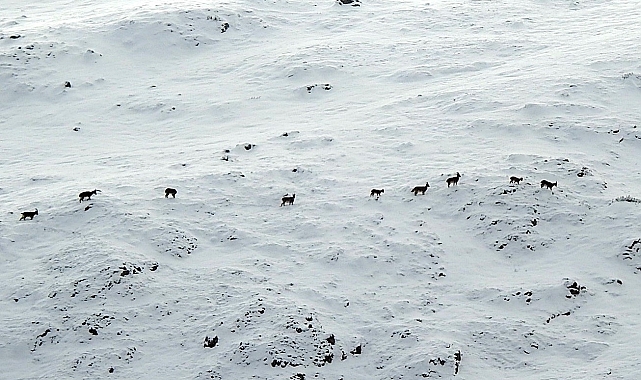 Erzincan&#039;da Munzur Dağları&#039;nda Dağ Keçileri Görüntülendi