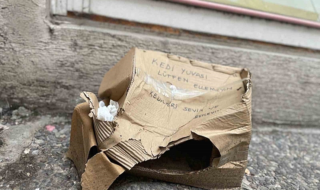 Eskişehir&#039;de Duyarsızlık: Kedi Yuvası Tahrip Edildi