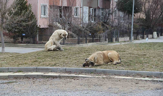 Eskişehir&#039;de Kar Yağışı Sonrası Sokak Hayvanları Açlıkla Mücadele Ediyor
