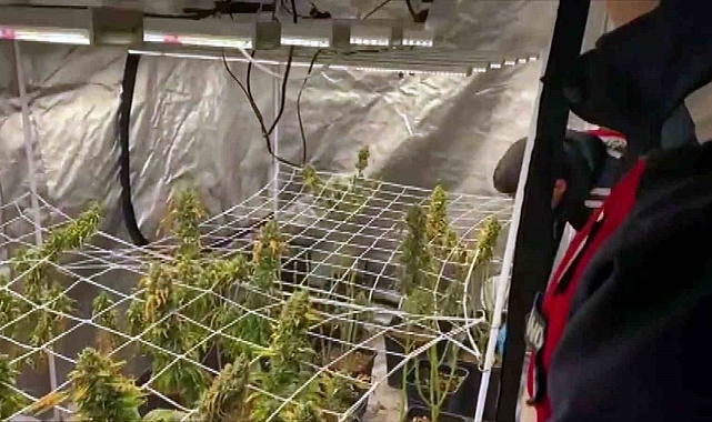 Evin odasına sera kurup, çamaşırlığa uyuşturucu asmışlar