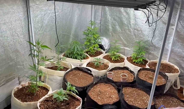 Evini kenevir serasına çevirmiş