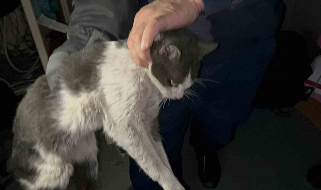 Hatay&#039;da Elektrik Panosuna Giren Kedi 5 Saat Sonra Kurtarıldı