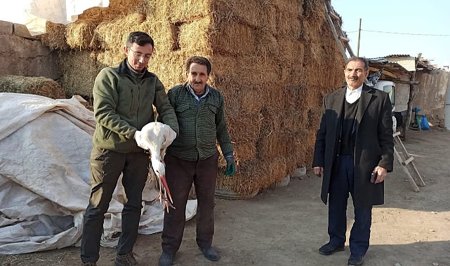 Iğdır&#039;da Bitkin Bulunan Leylek Kurtarıldı