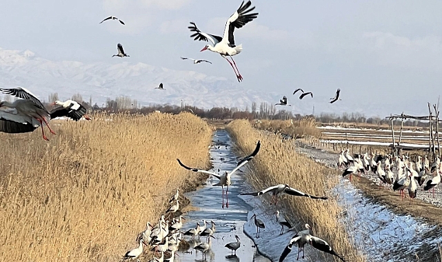 Iğdır&#039;da Kar Manzaraları: Leylekler Sulama Kanalında Beslenirken Görüntülendi