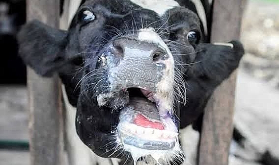 Iğdır&#039;da Şap Alarmı: Karakoyunlu ve Bayraktutan&#039;da Karantina Uygulaması