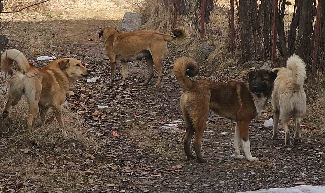 İspir&#039;de Sahipsiz Köpekler Korku Salıyor: Vatandaşlar Çözüm Bekliyor