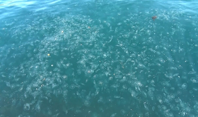 İstanbul Sarıyer&#039;de Kar Yağışı Sonrası Binlerce Denizanası Kıyıya Vurdu