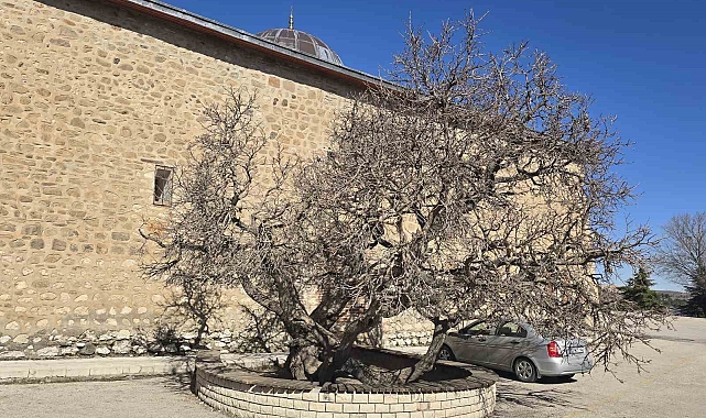 Kadir gecesi secde ettiği rivayet edilen 133 yıllık dut ağacı, görenleri hayrete düşürüyor