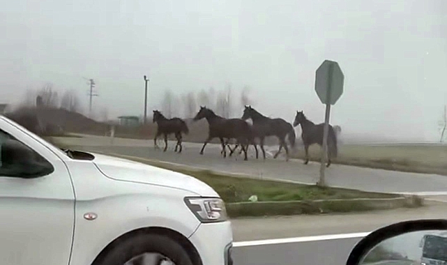 Kara yoluna çıkan atlar dörtnala koştu