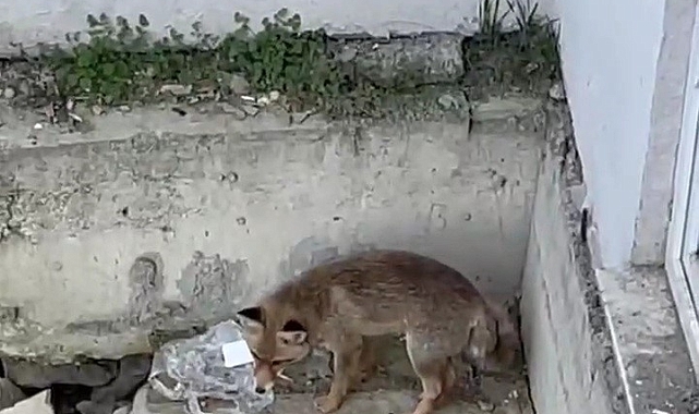 Karabük&#039;te Yiyecek Arayan Tilki Kamerada