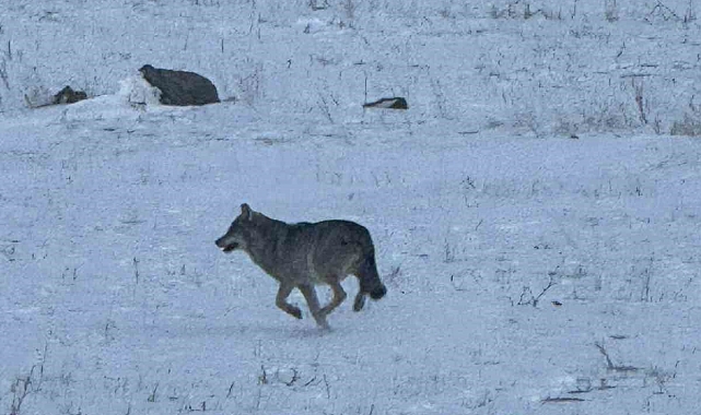Kars&#039;ta Aç Kurt Köye İndi