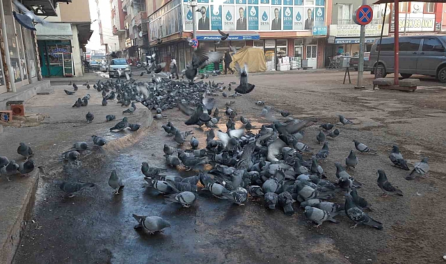 Kars&#039;ta Duyarlı Vatandaş Güvercinleri Besleyerek Örnek Oluyor