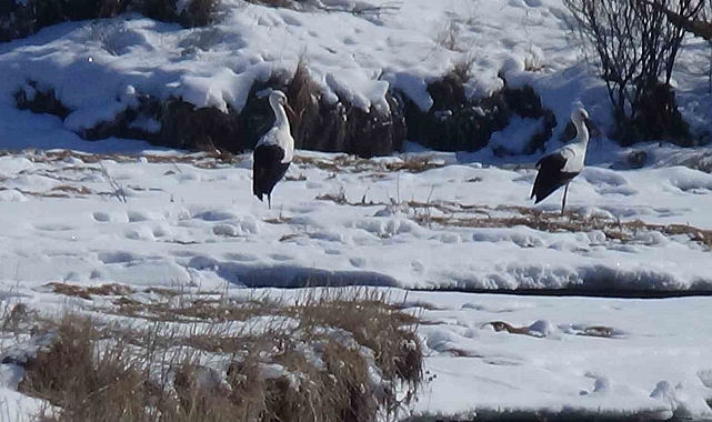 Kars&#039;ta Eksi 24 Derecede Yaşayan Leylekler: &quot;Bu Leylekler Karslı, Üşümüyor&quot;