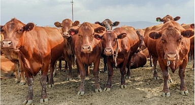 Kırsalda Bereket Hayvancılığa Destek Projesi Başlıyor
