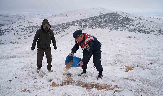 Kırşehir&#039;de Yaban Hayvanları İçin Yem Bırakıldı