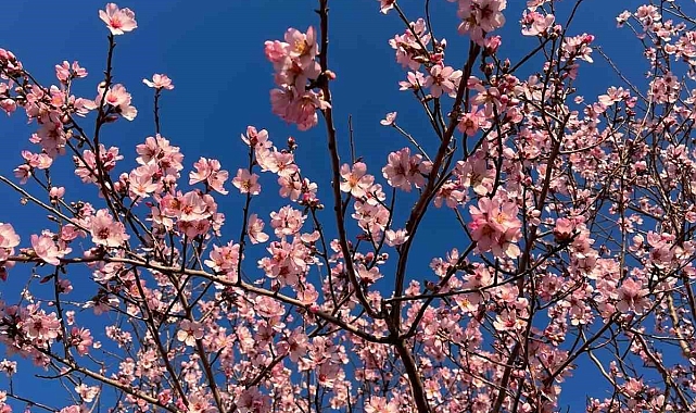 Kızıltepe&#039;de Badem Ağacı Erken Çiçek Açtı