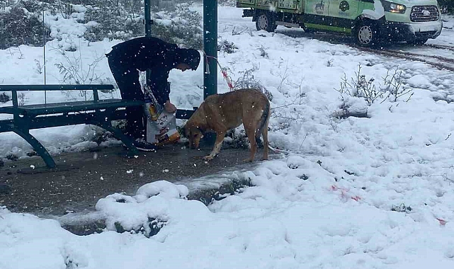 Körfez Belediyesi&#039;nden Sokak Hayvanlarına Şefkat Eli