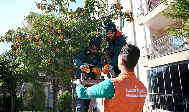 Kuşadası&#039;nda Turunçlar Reçel Oluyor: Kadınların Hünerli Ellerinde Tatlanıyor