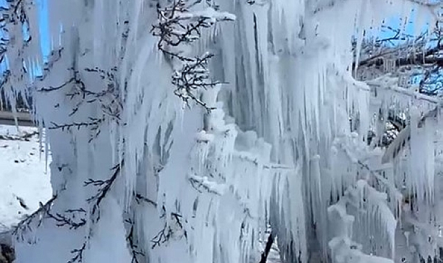 Malatya&#039;da kayısı ağaçları buz kesti