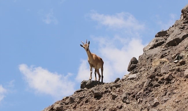 Malatya&#039;da yaban keçisi avına 661 bin TL ceza