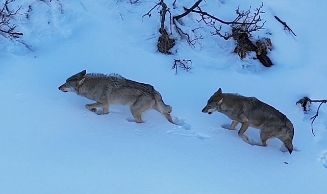 Munzur Vadisi&#039;nde Kurt Ailesi Görüntülendi