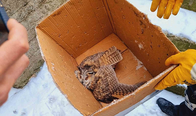 Muş&#039;ta yaralı puhu tedavi altına alındı
