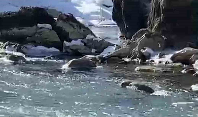 Nesli Tükenme Tehlikesi Altındaki Su Samuru Yüksekova&#039;da Görüntülendi