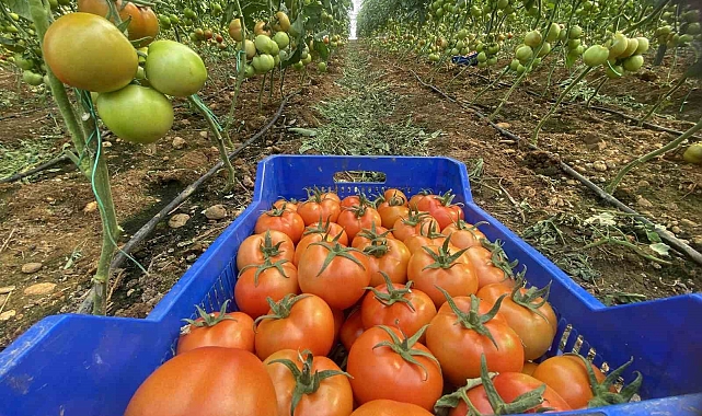 Ocakta domatesin miktarı da fiyatı da arttı